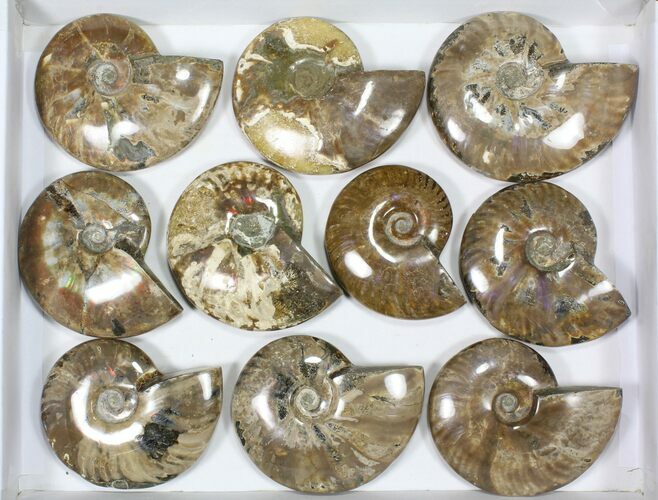 Lot: to Polished Ammonite Fossils - Pieces #82650